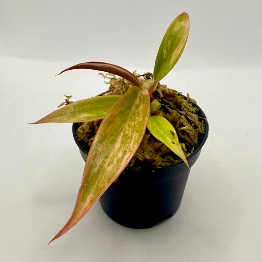 Philodendron Caramel Marble