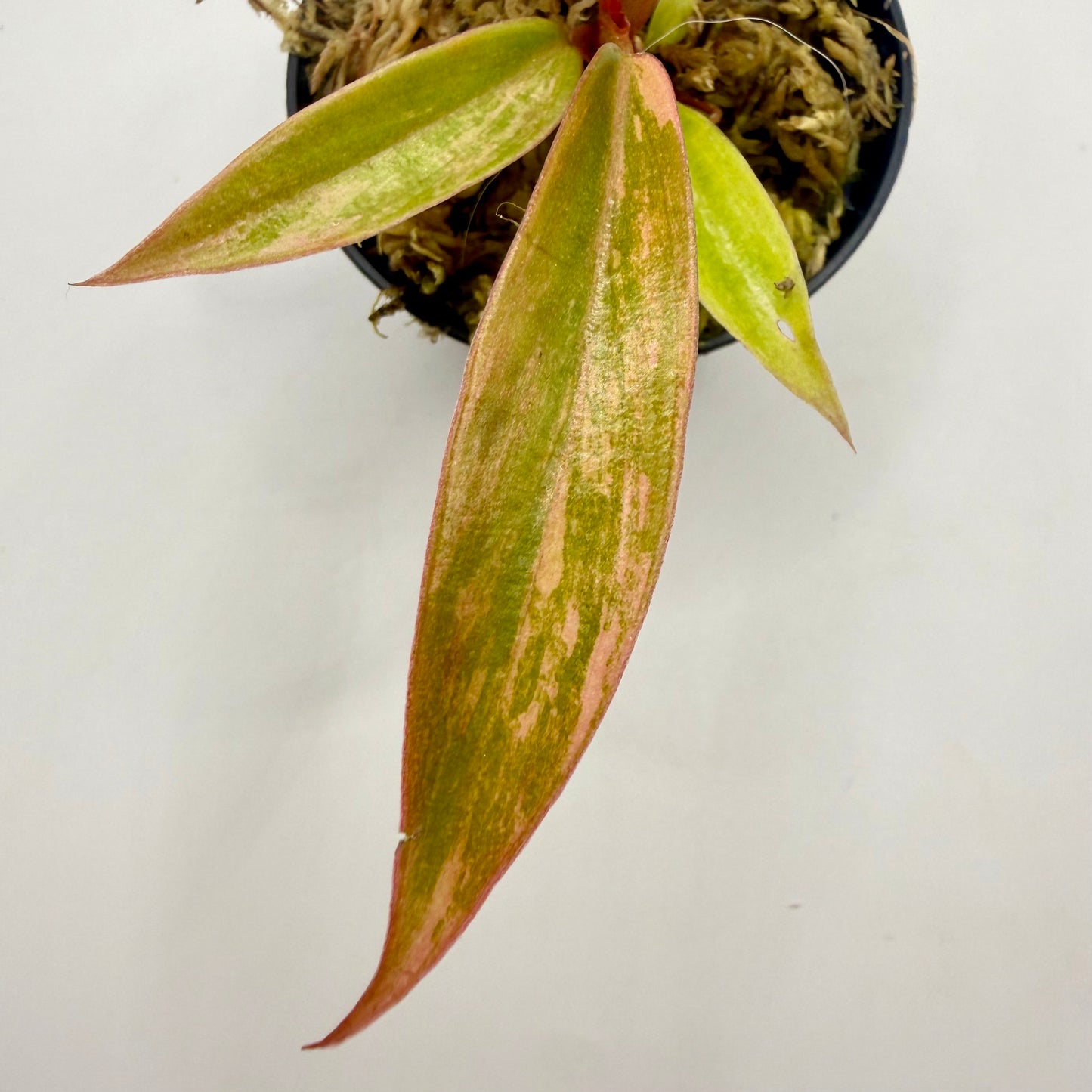 Philodendron Caramel Marble