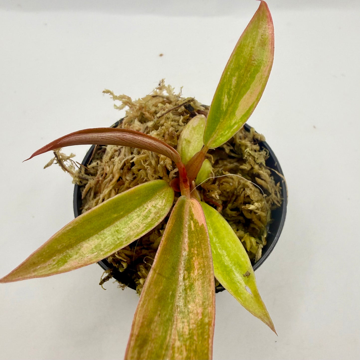 Philodendron Caramel Marble