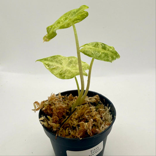 Alocasia Black Satun Stardust Variegata