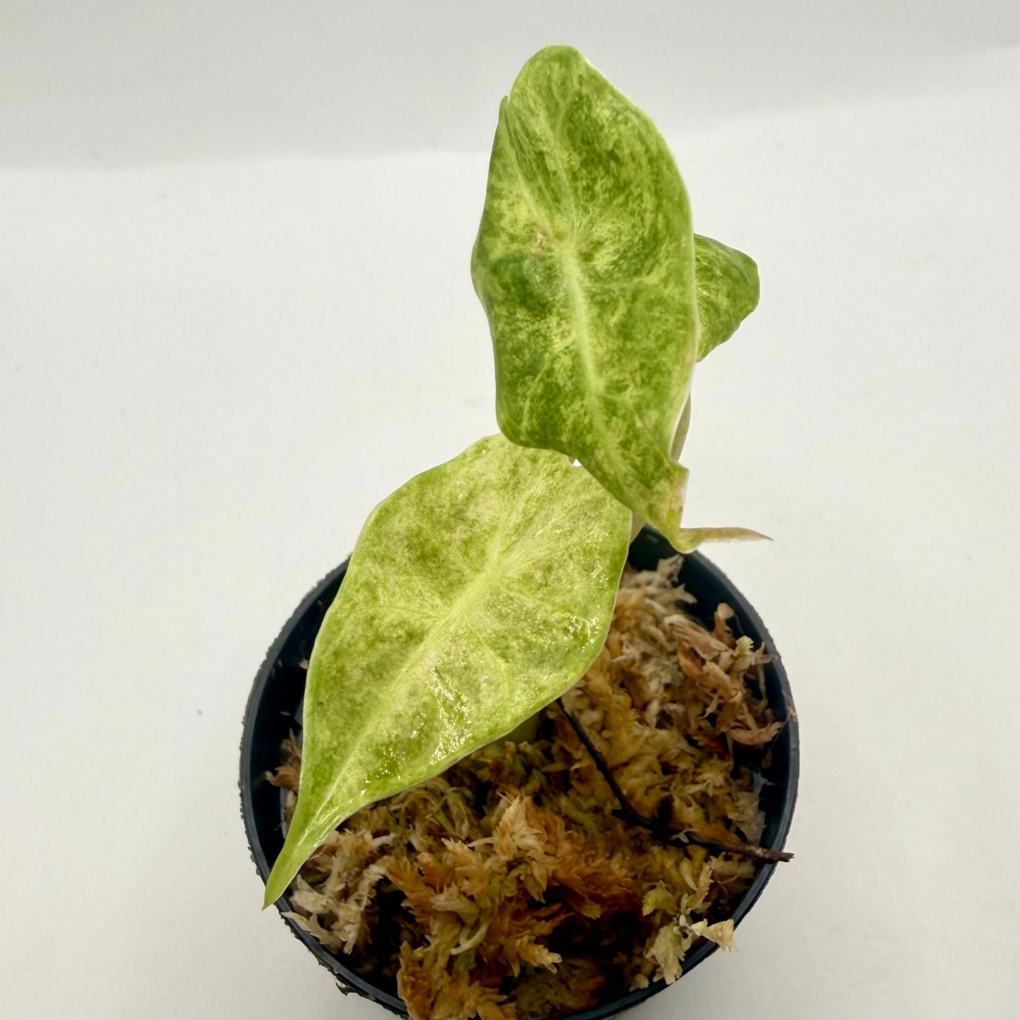 Alocasia Black Satun Stardust Variegata