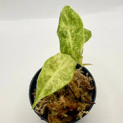Alocasia Black Satun Stardust Variegata