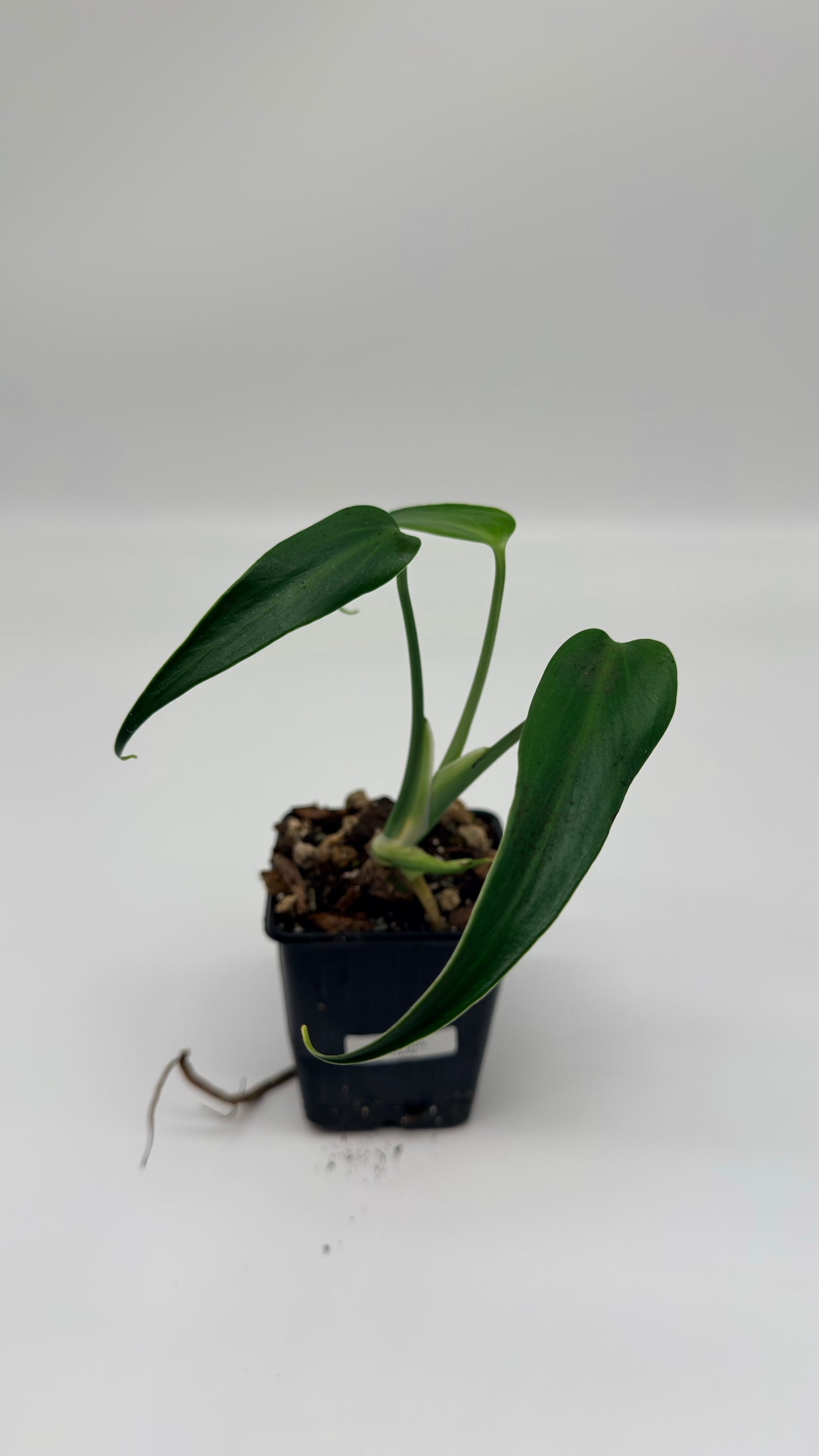 Monstera Burle Marx Flame