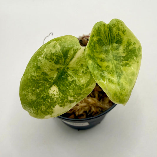 Alocasia Sedenii Aurea Variegata