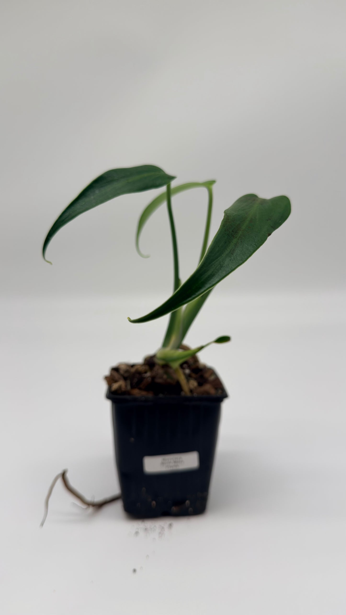 Monstera Burle Marx Flame