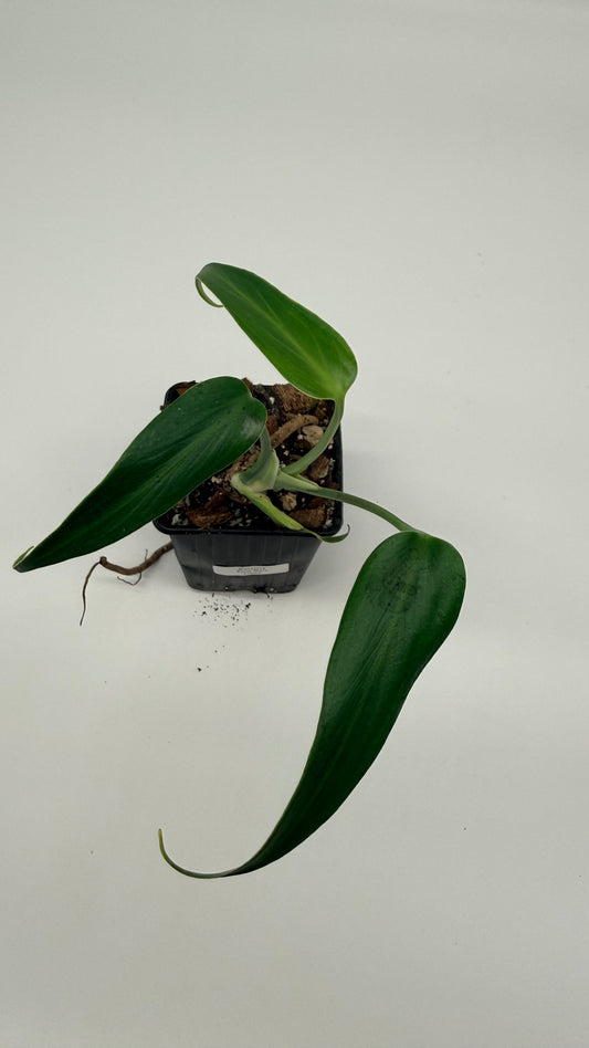 Monstera Burle Marx Flame