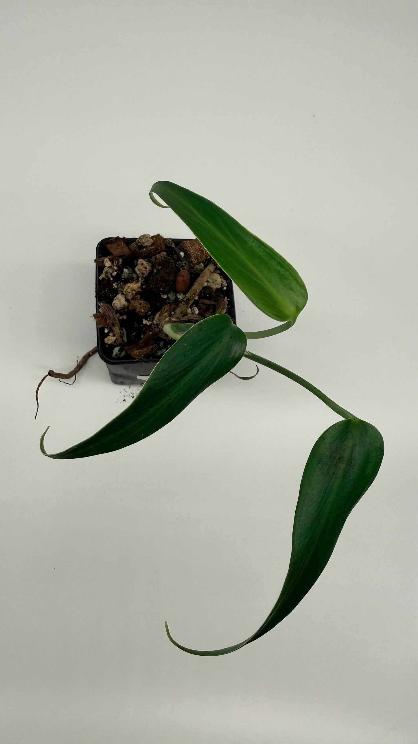 Monstera Burle Marx Flame