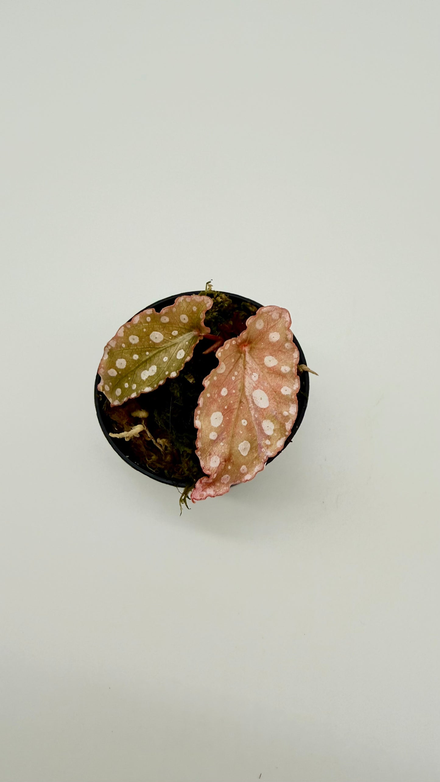 Begonia Maculata Pink Variegated