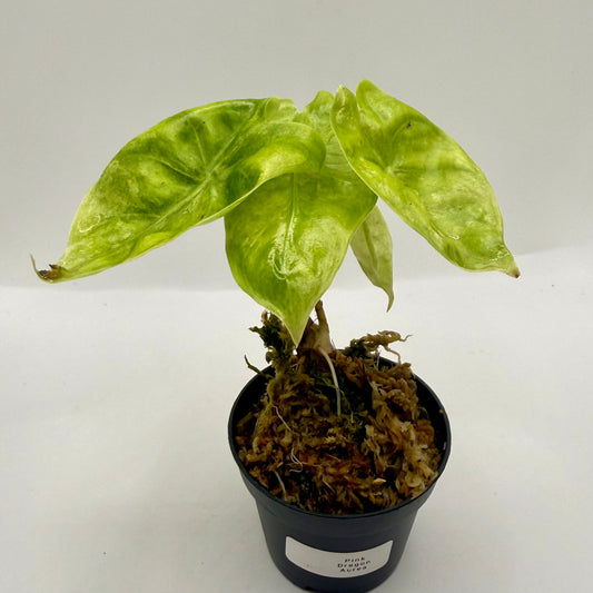 Alocasia Pink Dragon Aurea Variegata
