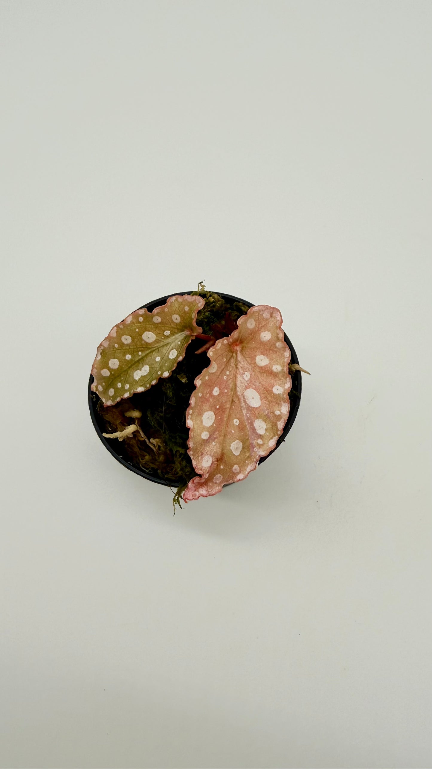 Begonia Maculata Pink Variegated