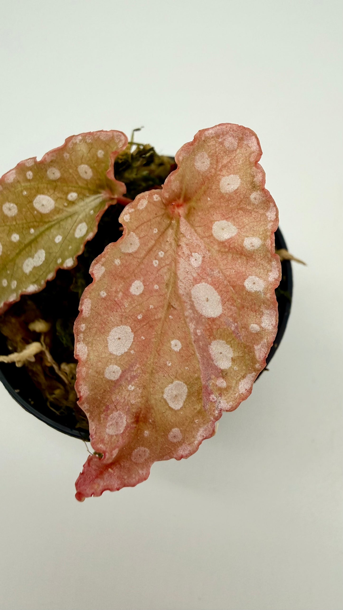 Begonia Maculata Pink Variegated