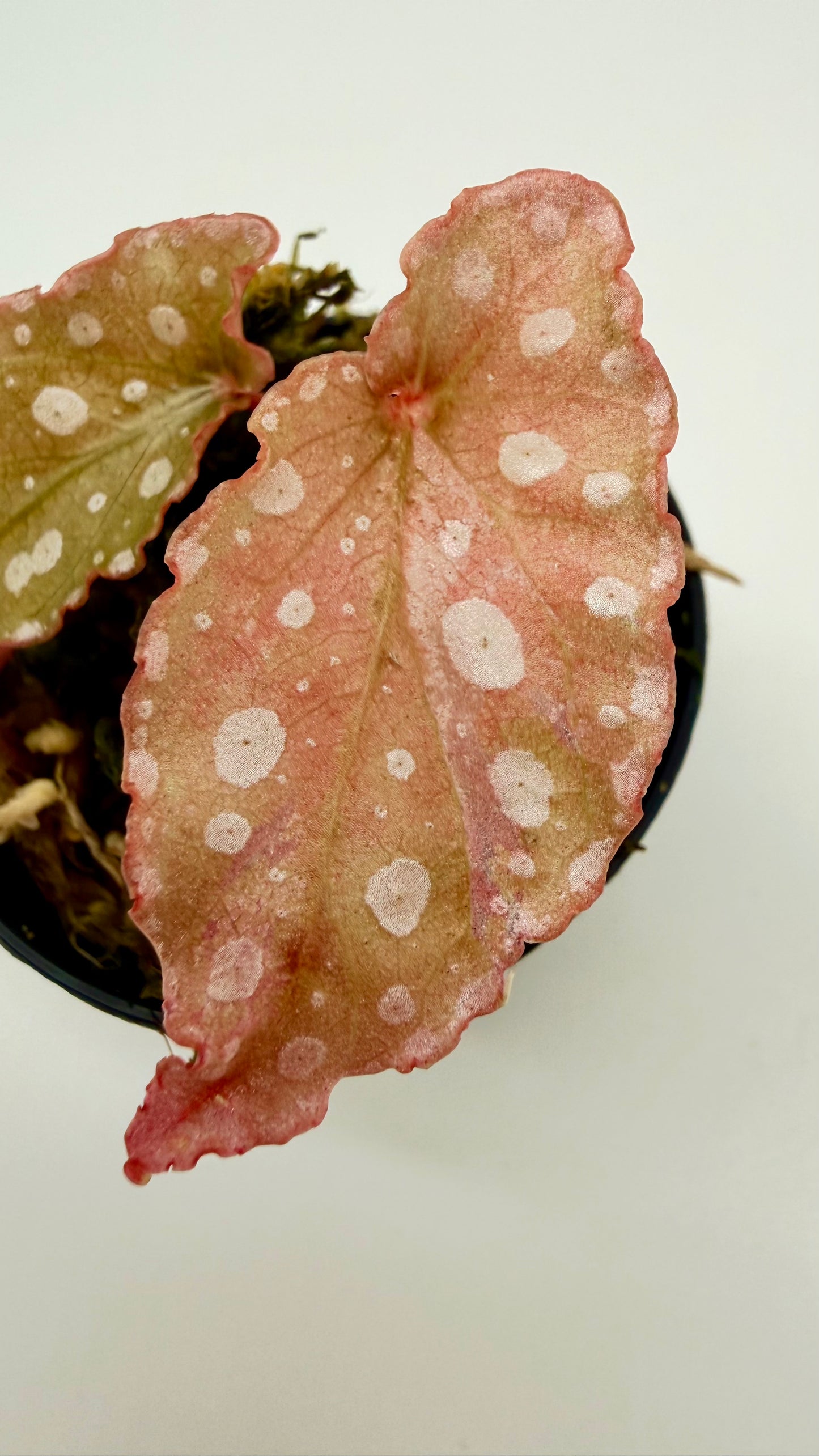 Begonia Maculata Pink Variegated