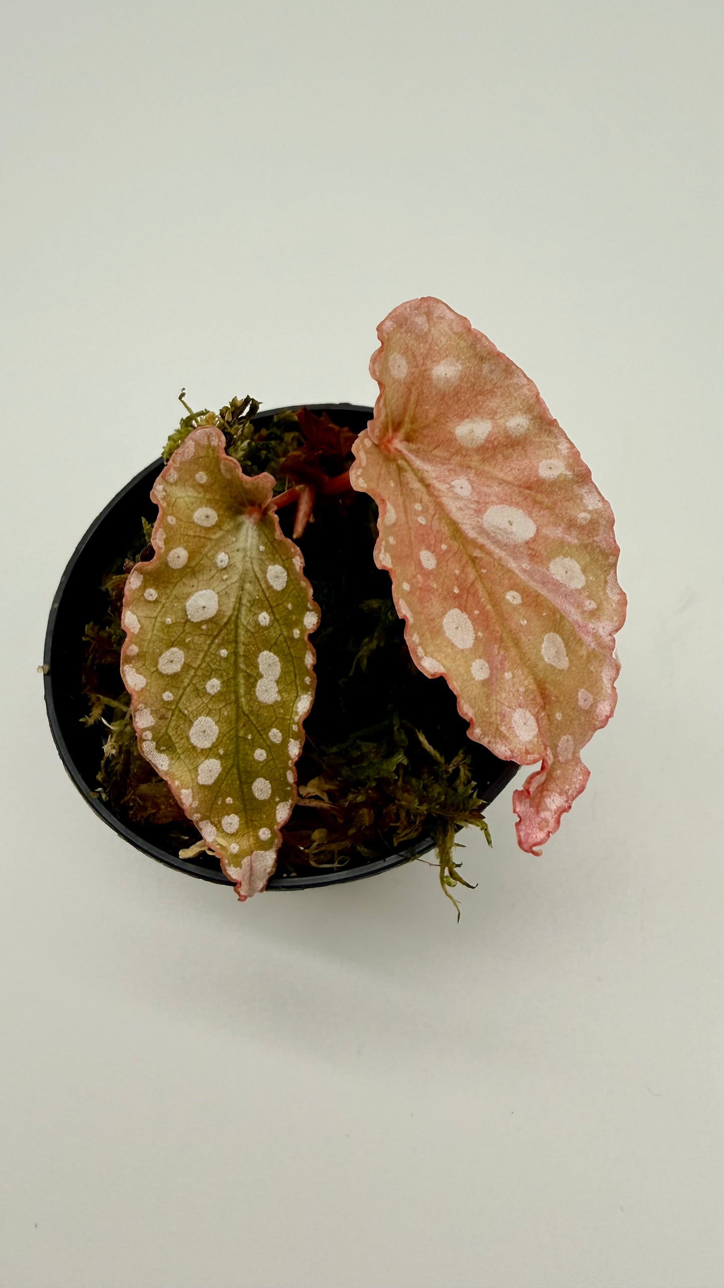 Begonia Maculata Pink Variegated