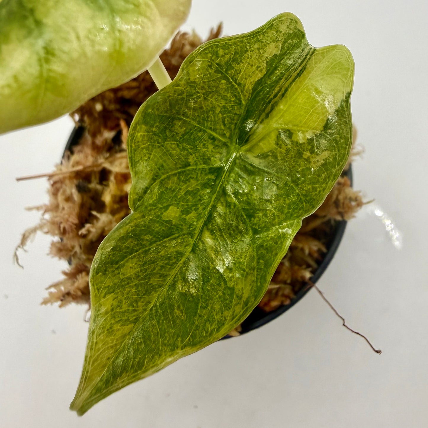 Alocasia Chantrieri Aurea Variegata