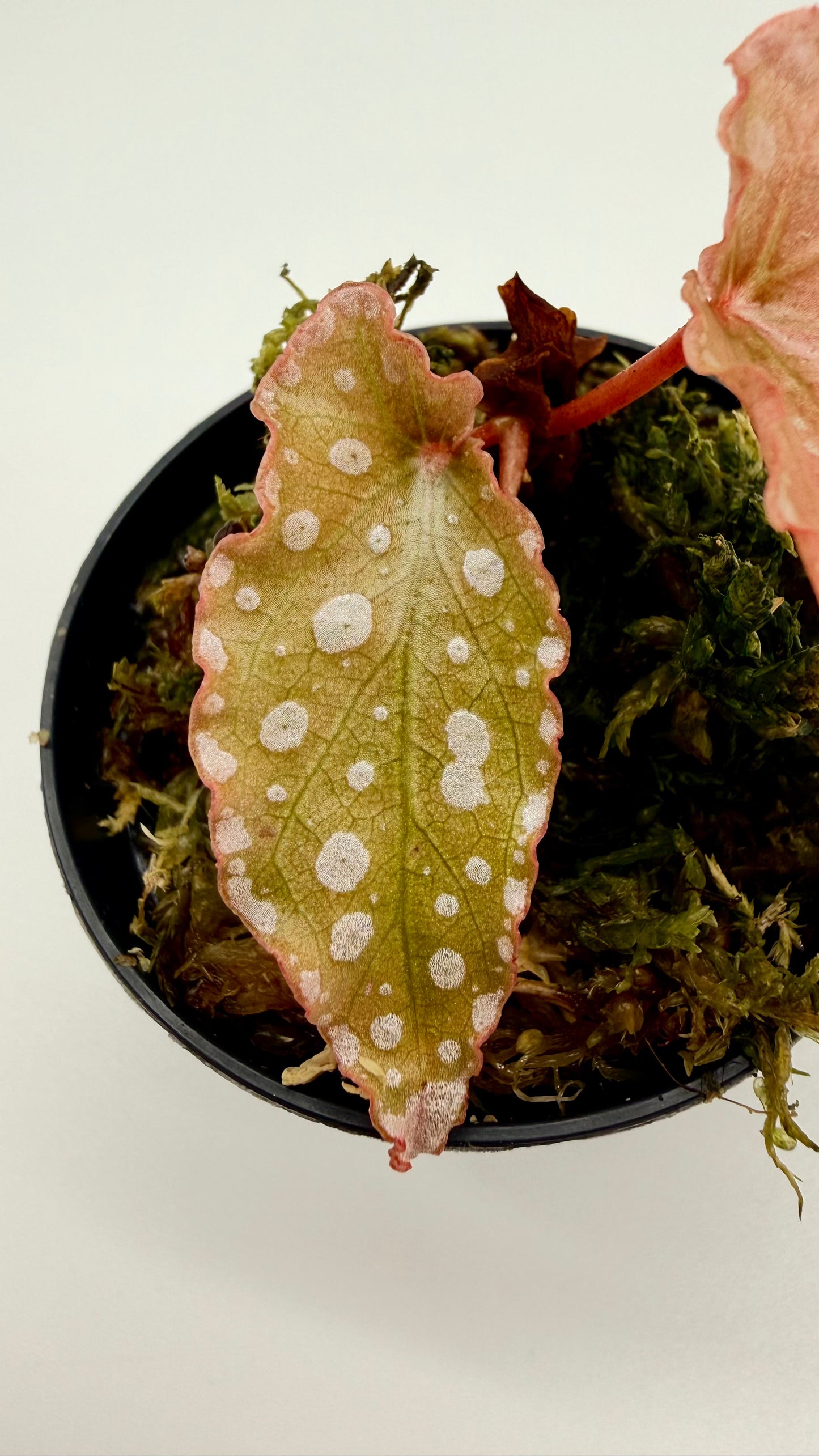 Begonia Maculata Pink Variegated