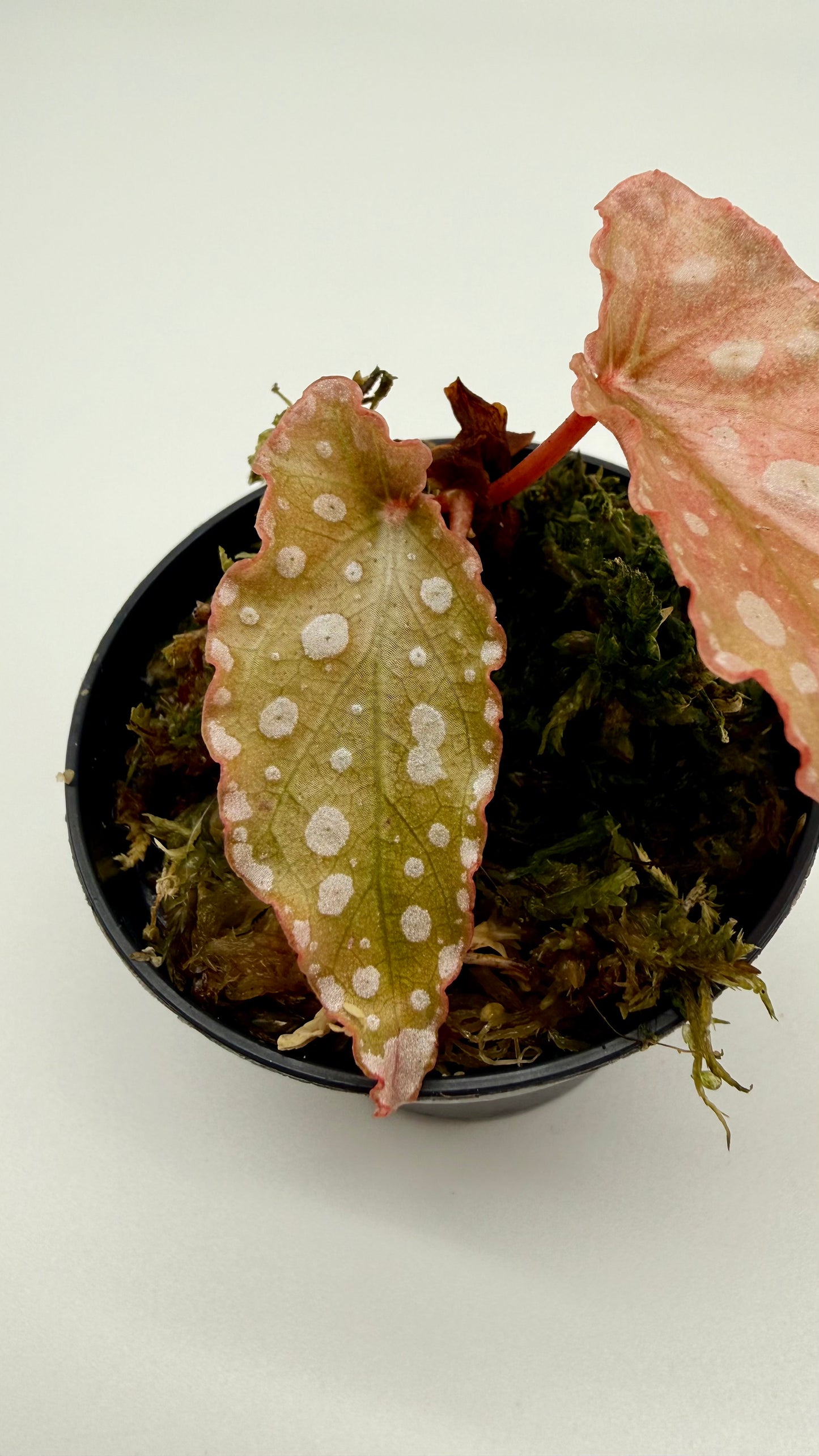 Begonia Maculata Pink Variegated