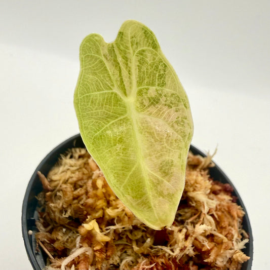 Alocasia Amazonica Aurea Variegata