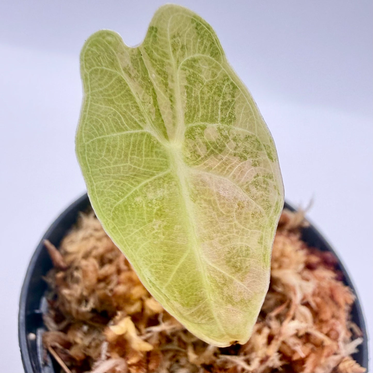 Alocasia Amazonica Aurea Variegata