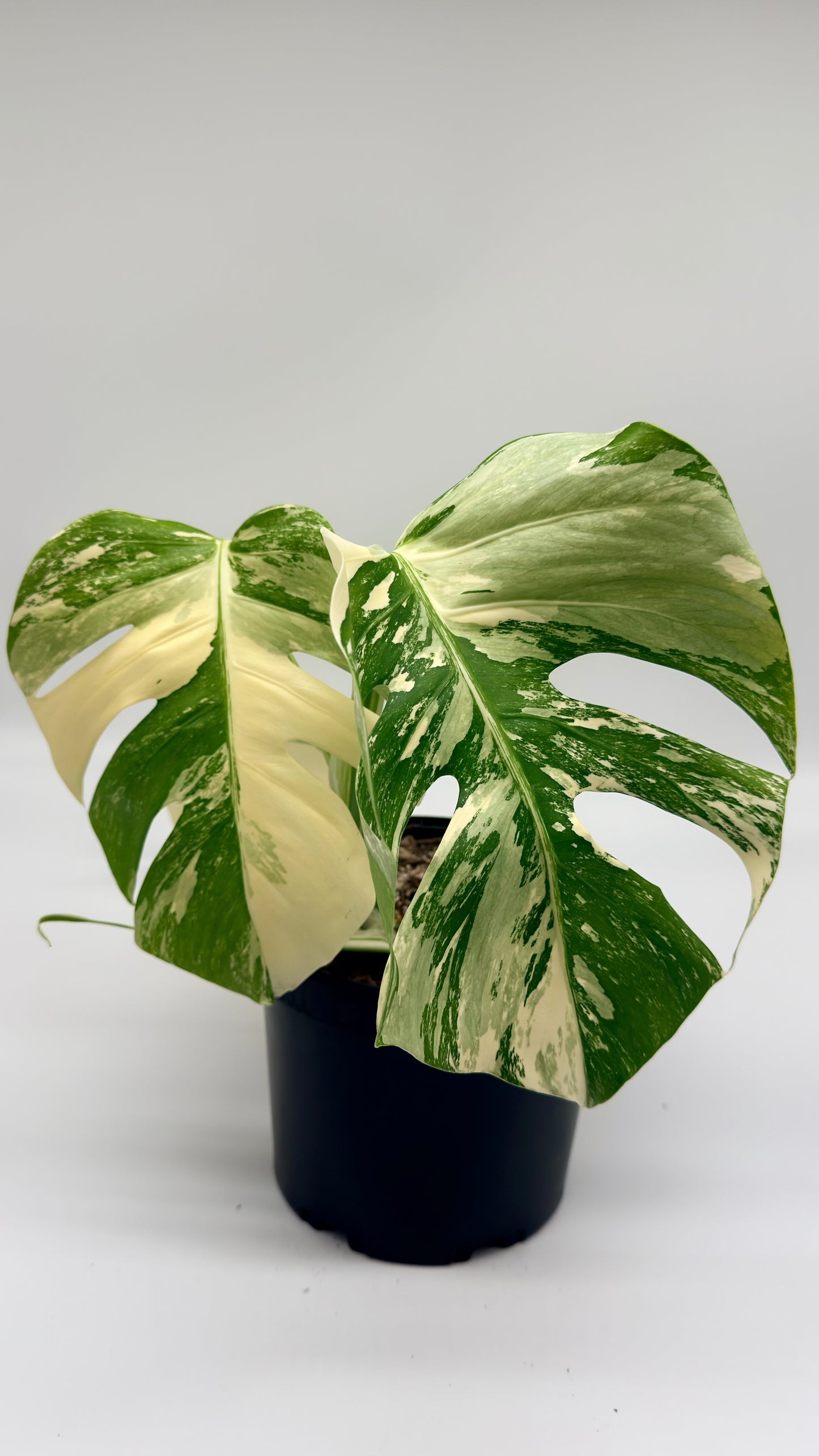 Monstera Albo Variegata
