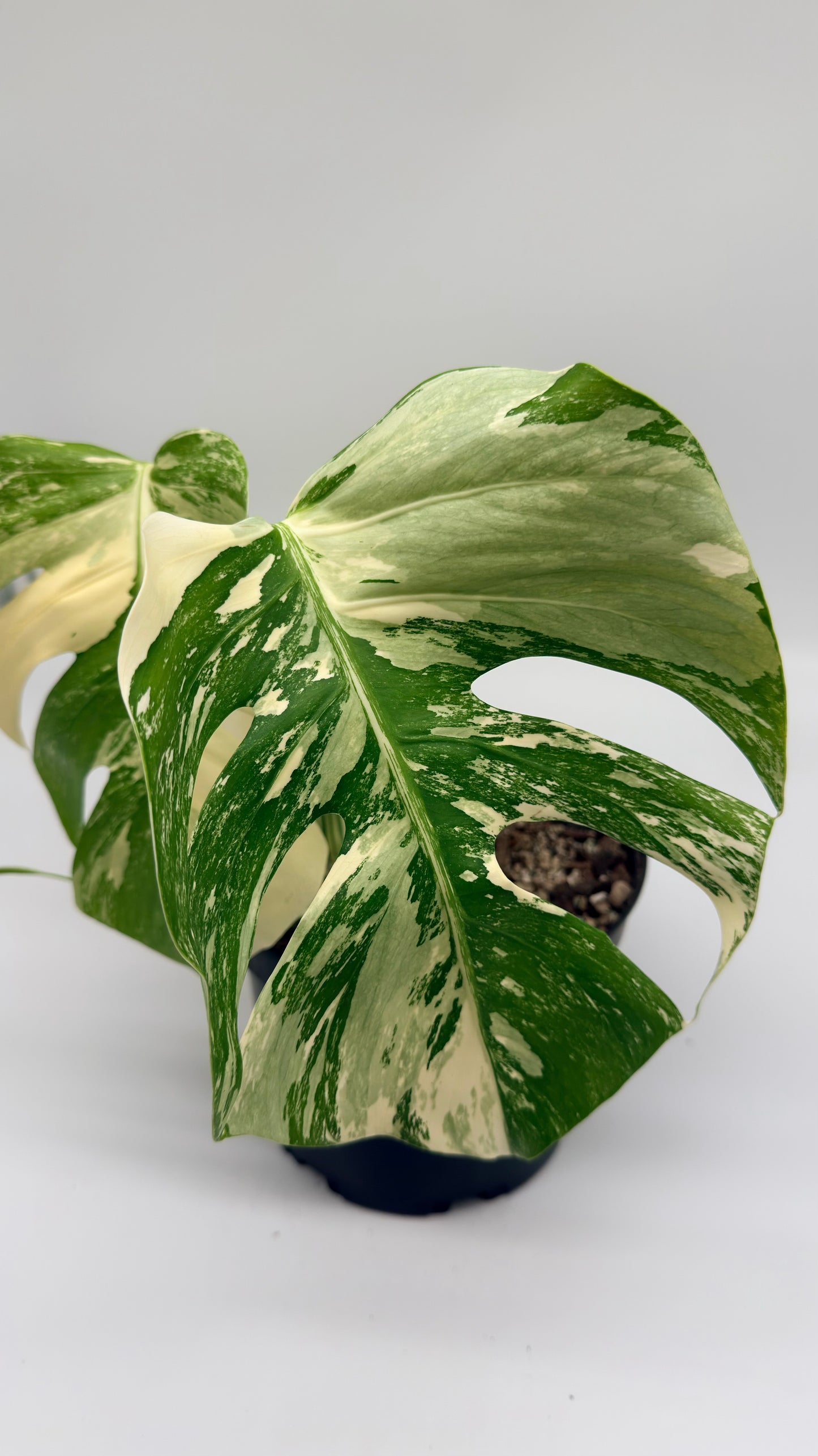 Monstera Albo Variegata