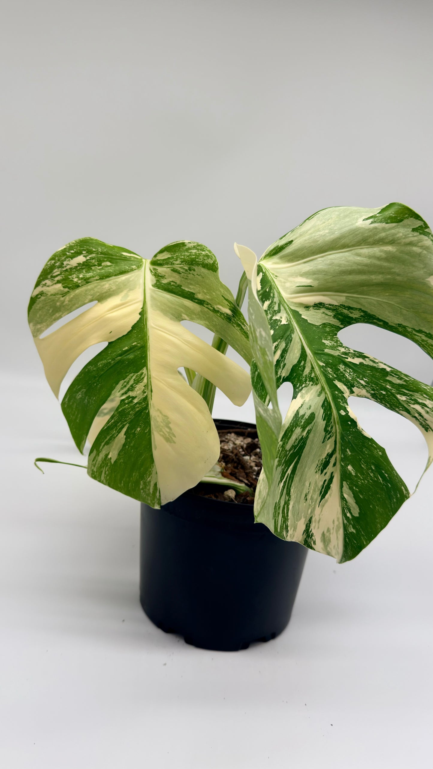 Monstera Albo Variegata