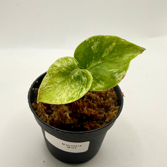 Monstera Deliciosa Mint Variegated