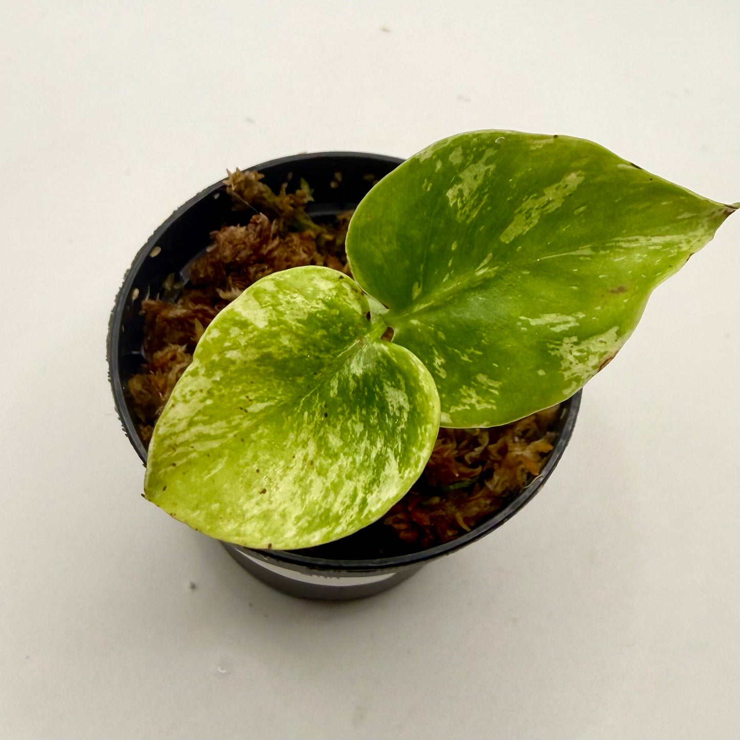 Monstera Deliciosa Mint Variegated