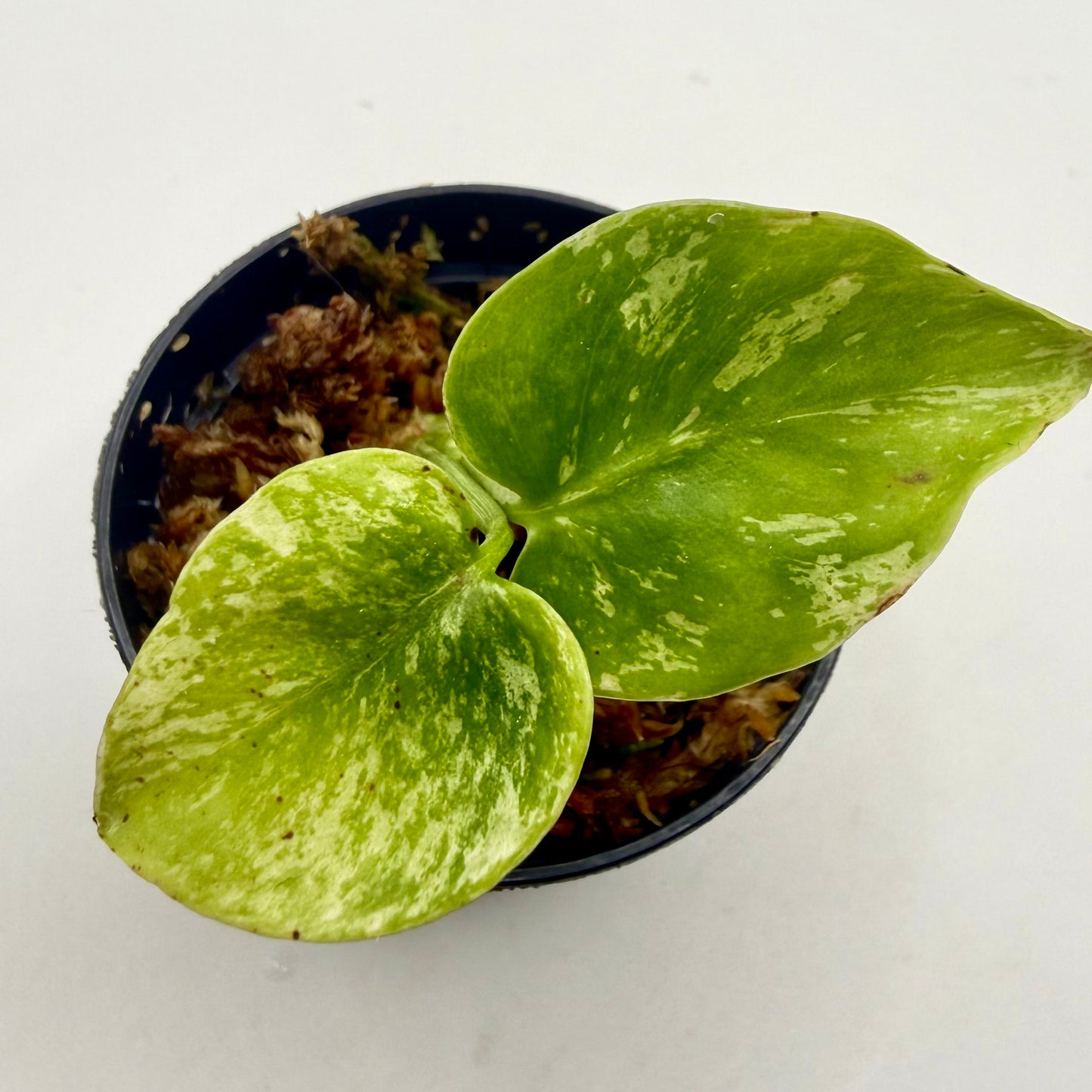 Monstera Deliciosa Mint Variegated
