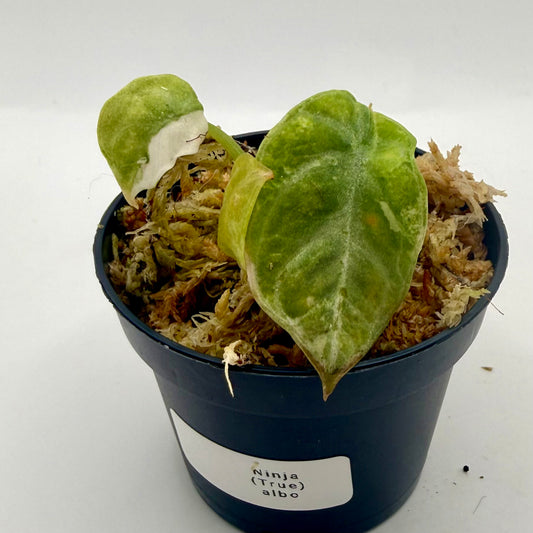 Alocasia Ninja (True) Albo Variegata