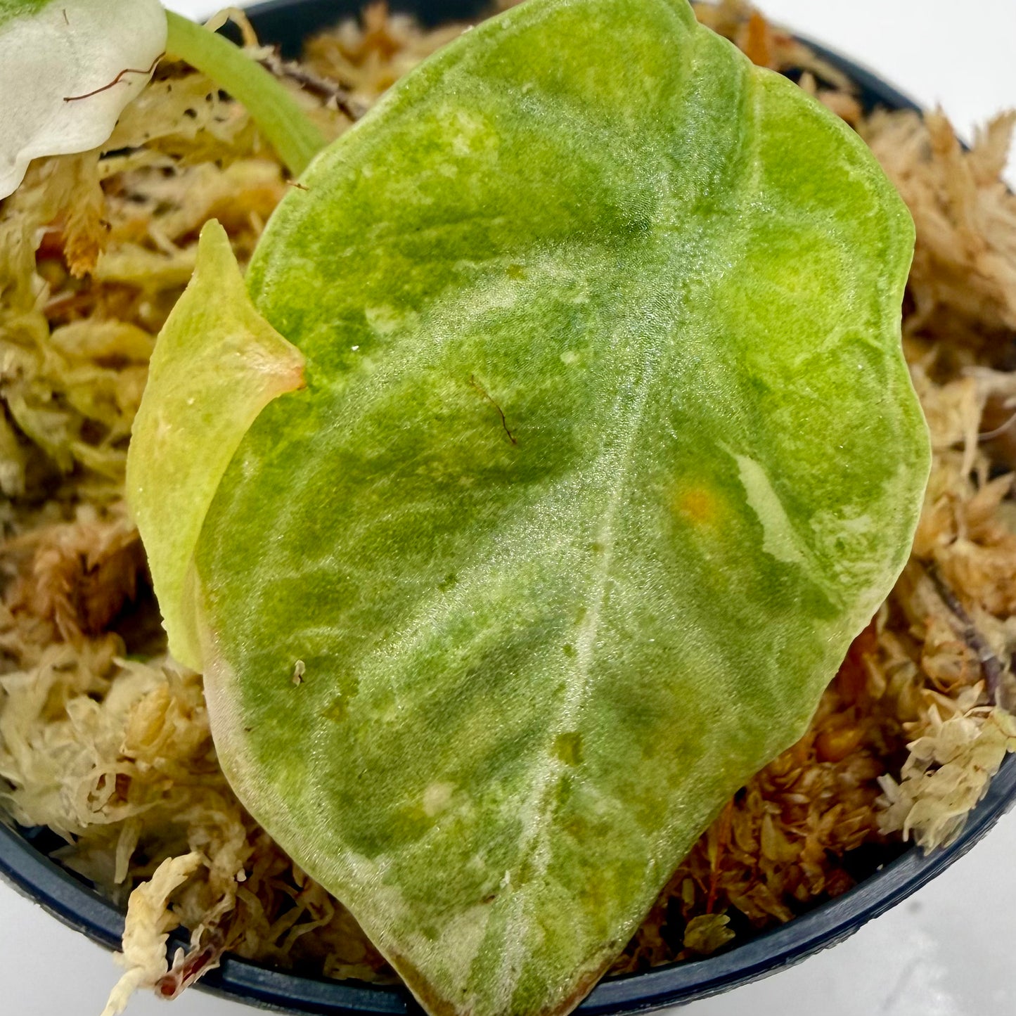 Alocasia Ninja (True) Albo Variegata