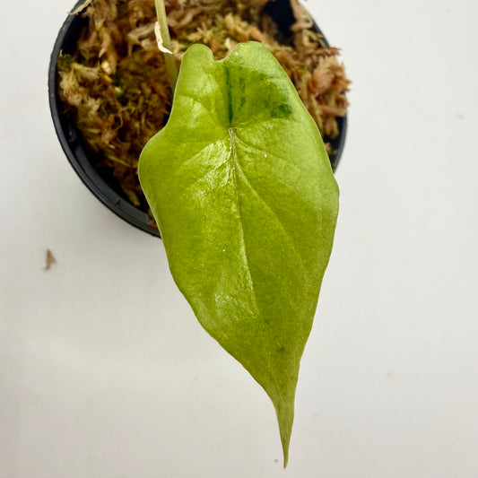Alocasia Scalprum Aurea Variegata