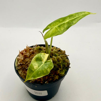 Alocasia Sarian Aurea Variegata