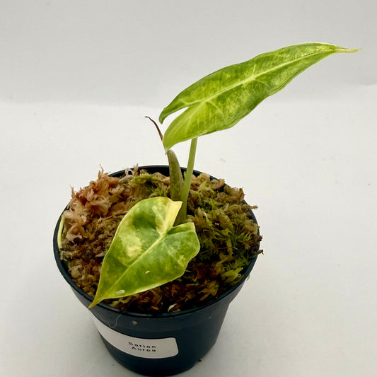 Alocasia Sarian Aurea Variegata