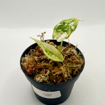 Alocasia Simpo Albo Variegata