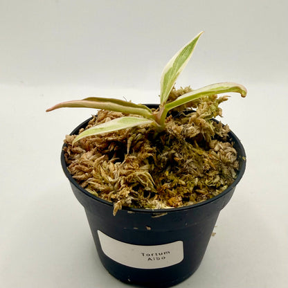 Philodendron Tortum Albo Variegated
