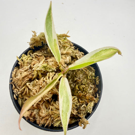 Philodendron Tortum Albo Variegated