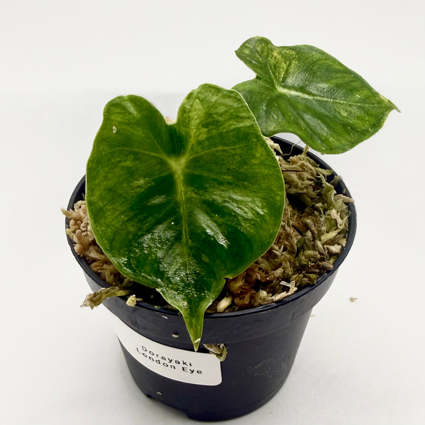 Alocasia Frydek Dorayaki - London Eye - Aurea Variegata