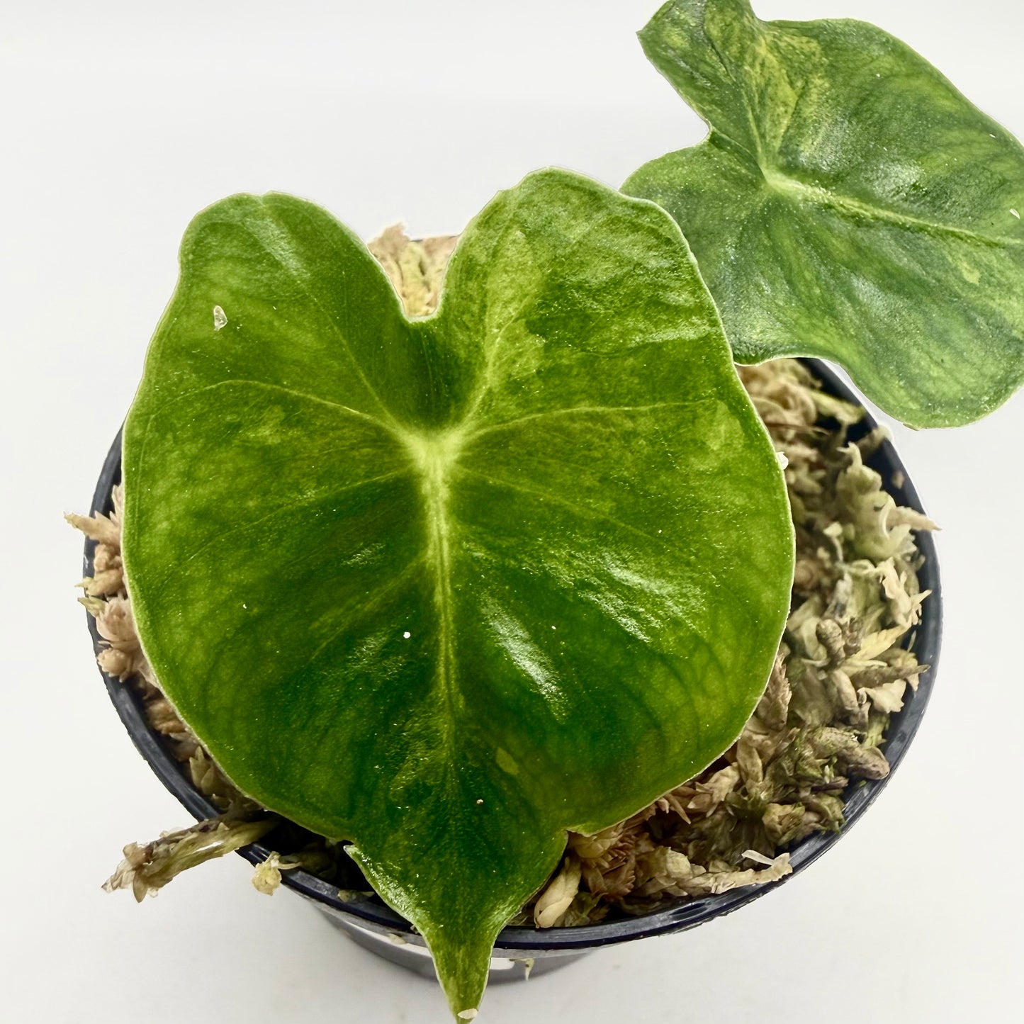 Alocasia Frydek Dorayaki - London Eye - Aurea Variegata
