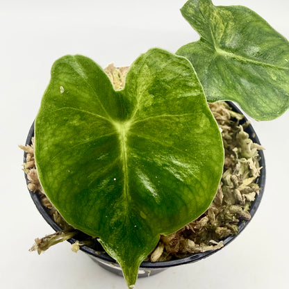 Alocasia Frydek Dorayaki - London Eye - Aurea Variegata