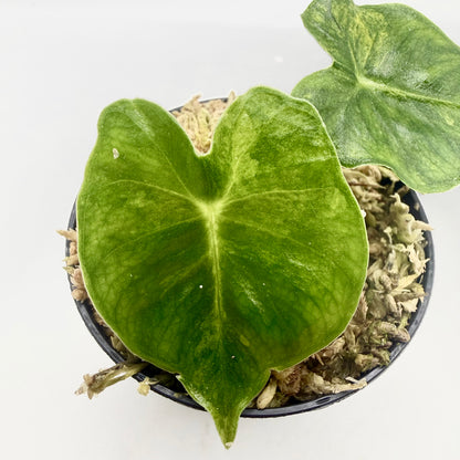 Alocasia Frydek Dorayaki - London Eye - Aurea Variegata