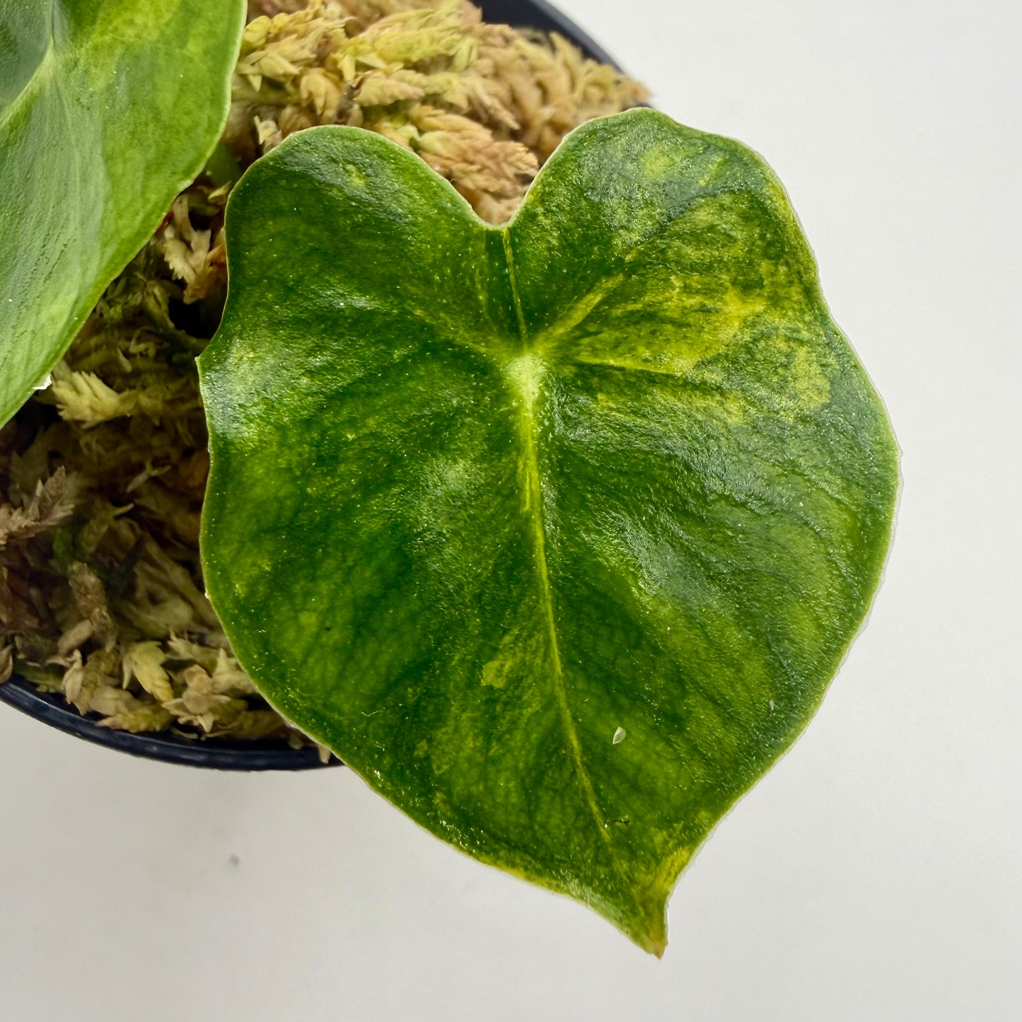 Alocasia Frydek Dorayaki - London Eye - Aurea Variegata