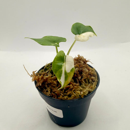 Alocasia Platinum Albo Variegata