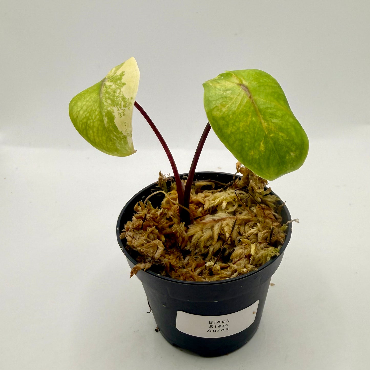 Alocasia Black Stem Aurea Variegata