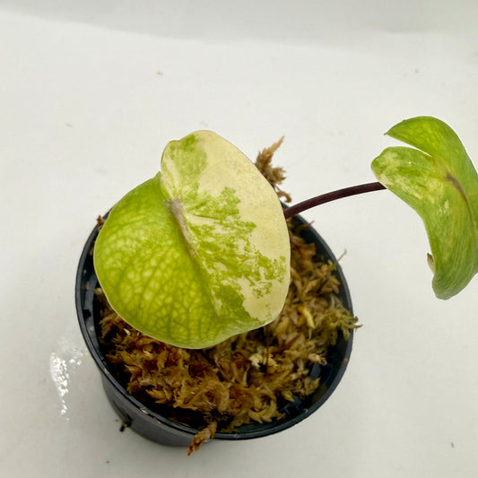 Alocasia Black Stem Aurea Variegata