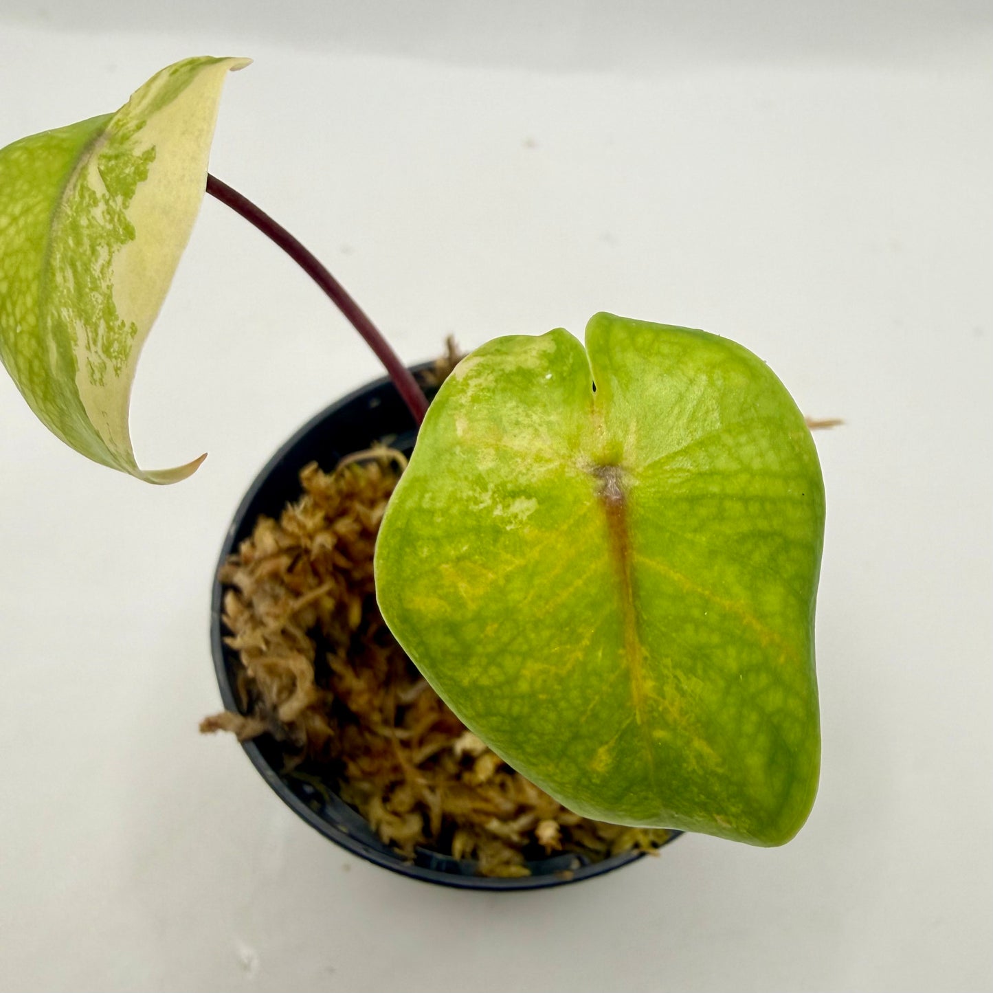 Alocasia Black Stem Aurea Variegata