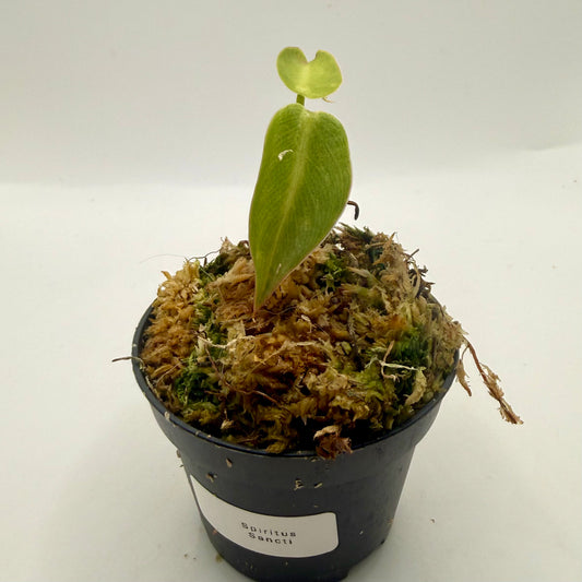 Philodendron Spiritus Sancti