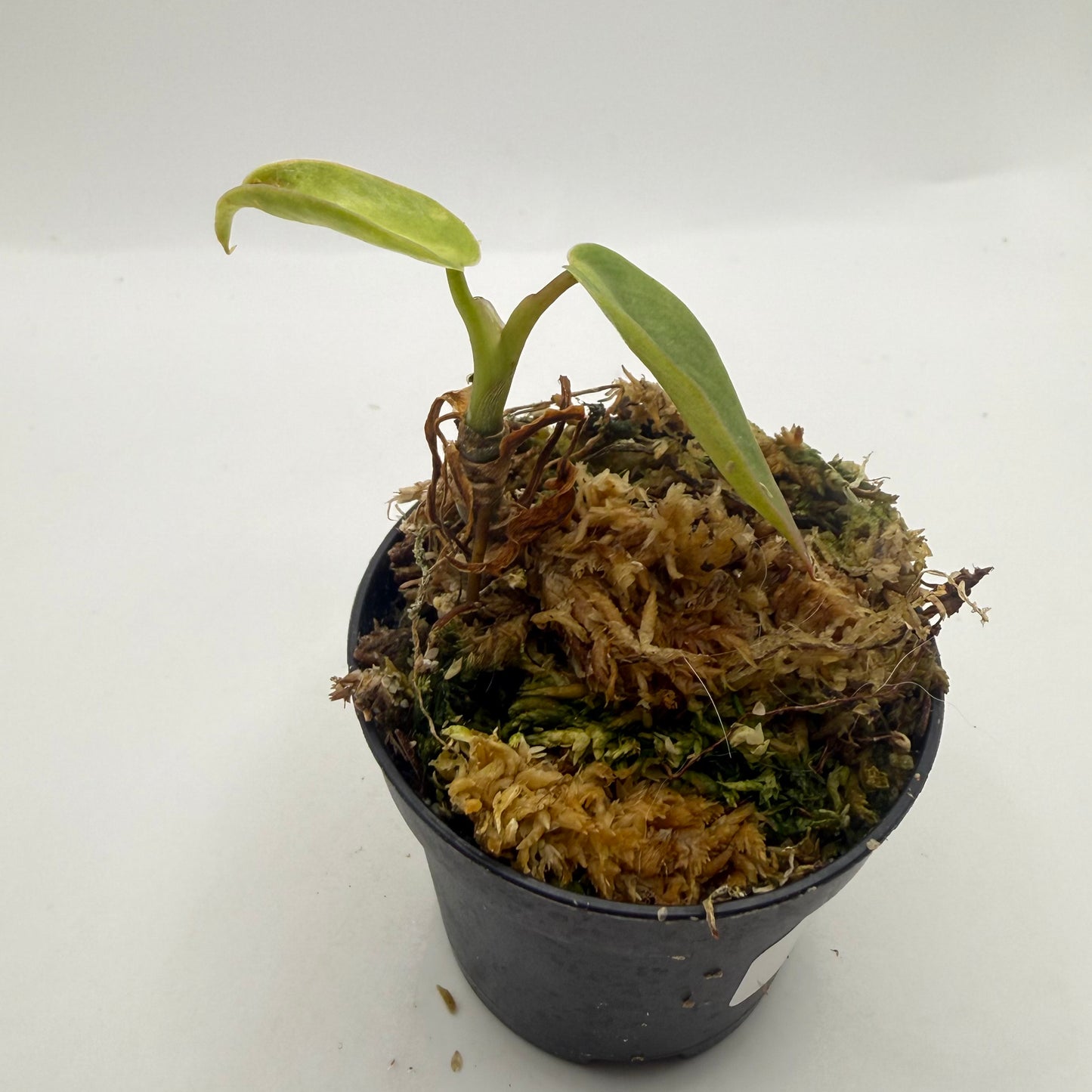 Philodendron Spiritus Sancti
