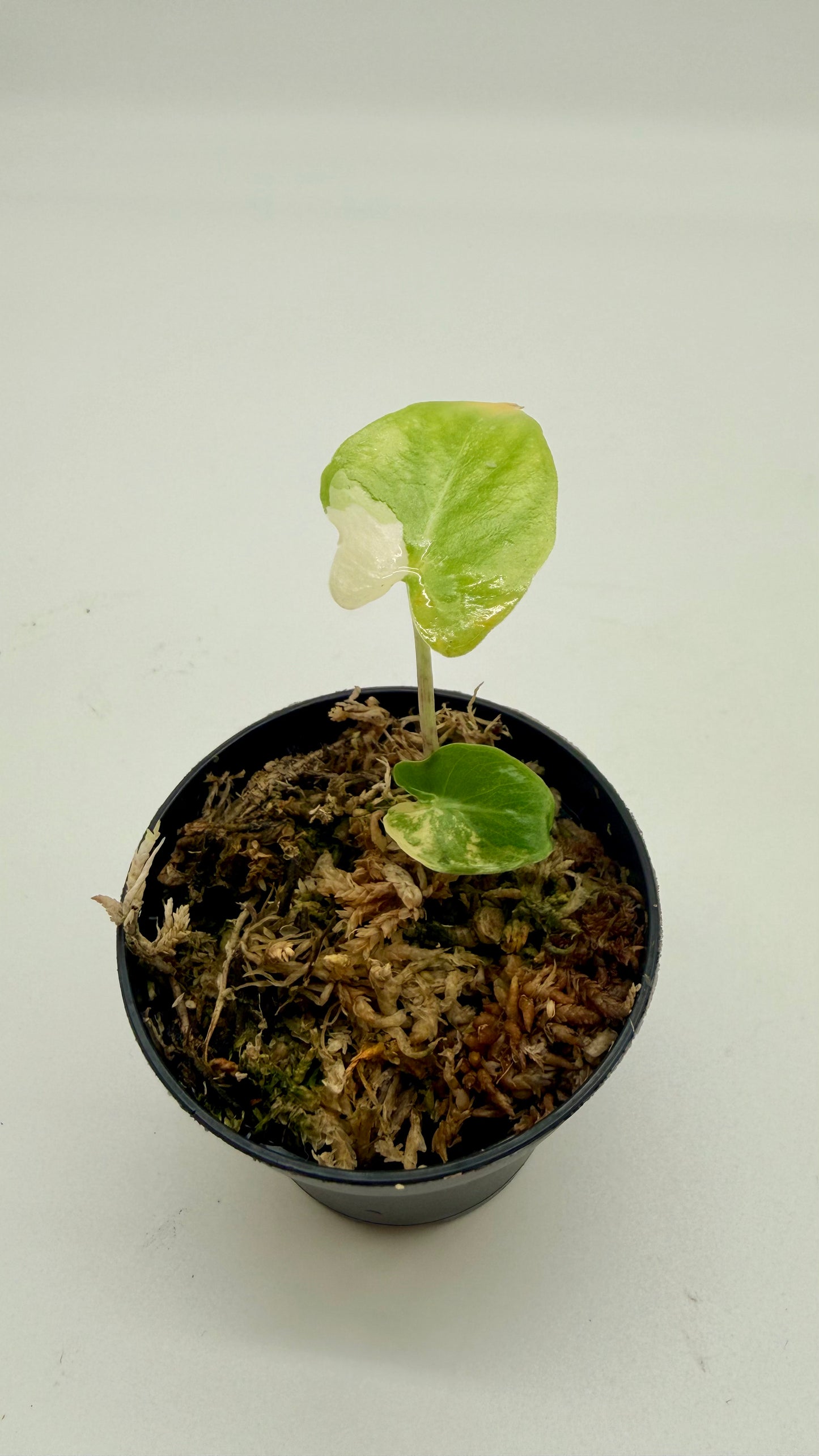 Alocasia Calidora Albo Variegata