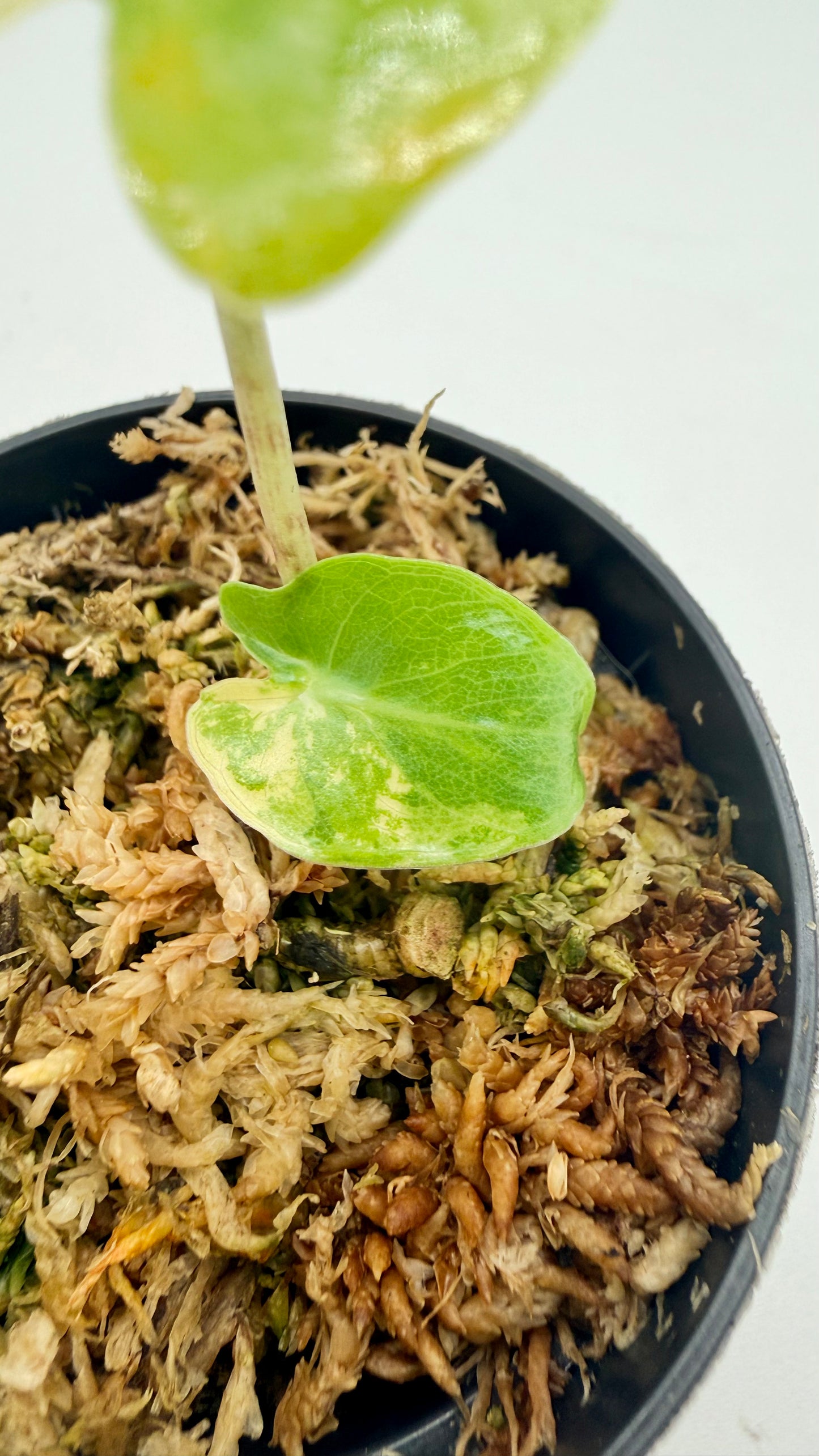 Alocasia Calidora Albo Variegata