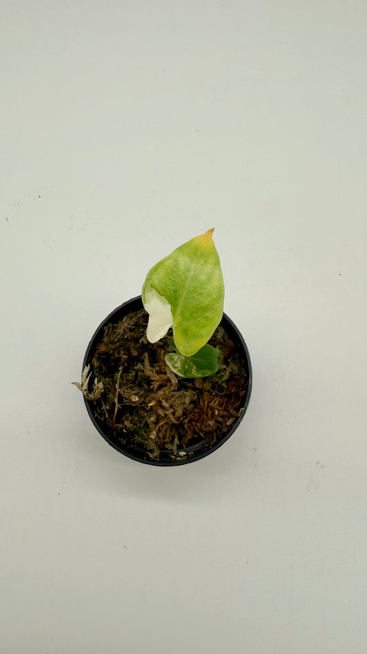 Alocasia Calidora Albo Variegata